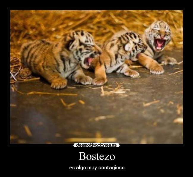 carteles bostezo desmotivaciones