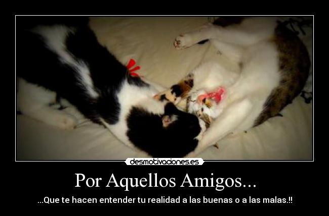 carteles amigos mis gatos desmotivaciones