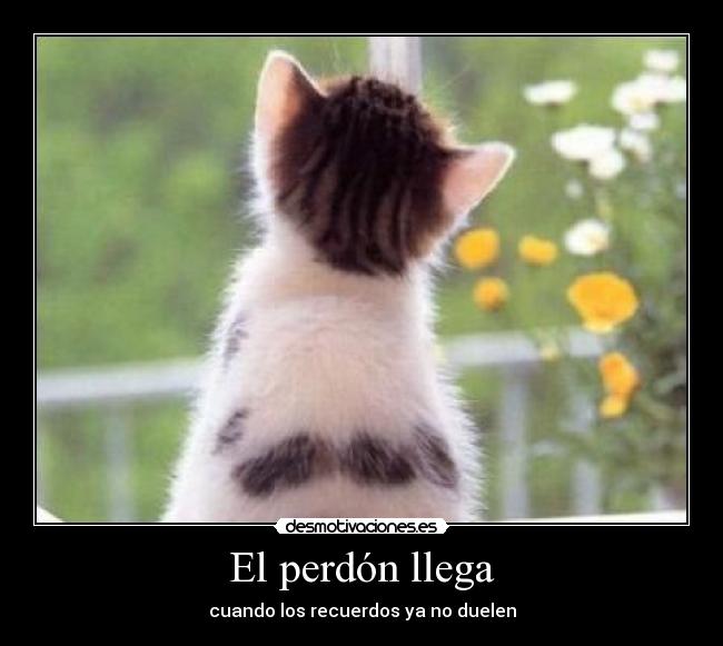 carteles perdon llega desmotivaciones