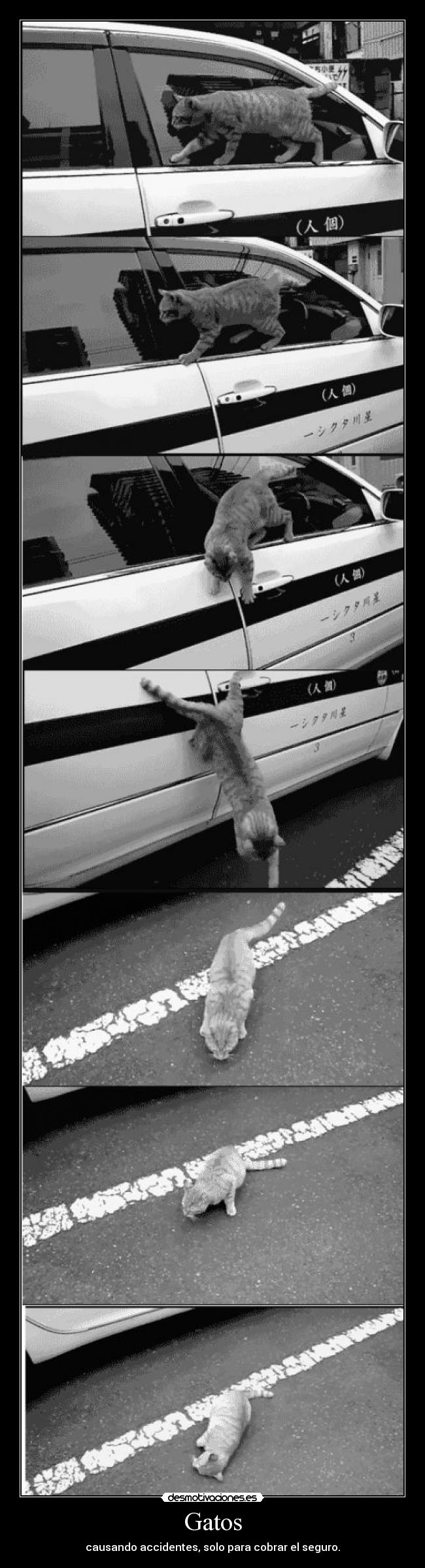 Gatos - causando accidentes, solo para cobrar el seguro.