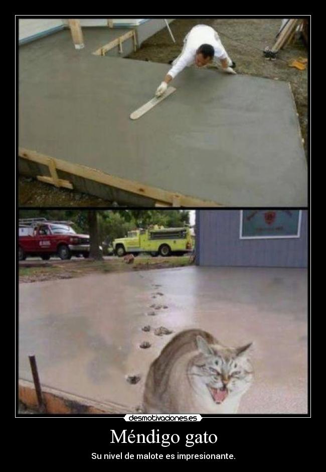 Méndigo gato - Su nivel de malote es impresionante.