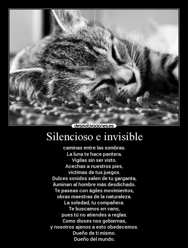 Silencioso e invisible - caminas entre las sombras.
La luna te hace pantera.
Vigilas sin ser visto.
Acechas a nuestros pies,
víctimas de tus juegos.
Dulces sonidos salen de tu garganta,
iluminan al hombre más desdichado.
Te paseas con ágiles movimientos,
obras maestras de la naturaleza.
La soledad, tu compañera.
Te buscamos en vano,
pues tú no atiendes a reglas.
Como dioses nos gobiernas,
y nosotros ajenos a esto obedecemos.
Dueño de ti mismo.
Dueño del mundo.