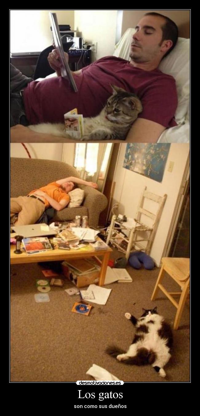 Los gatos -