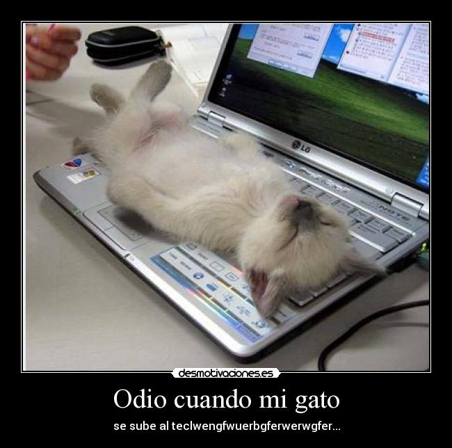 Odio cuando mi gato - se sube al teclwengfwuerbgferwerwgfer...