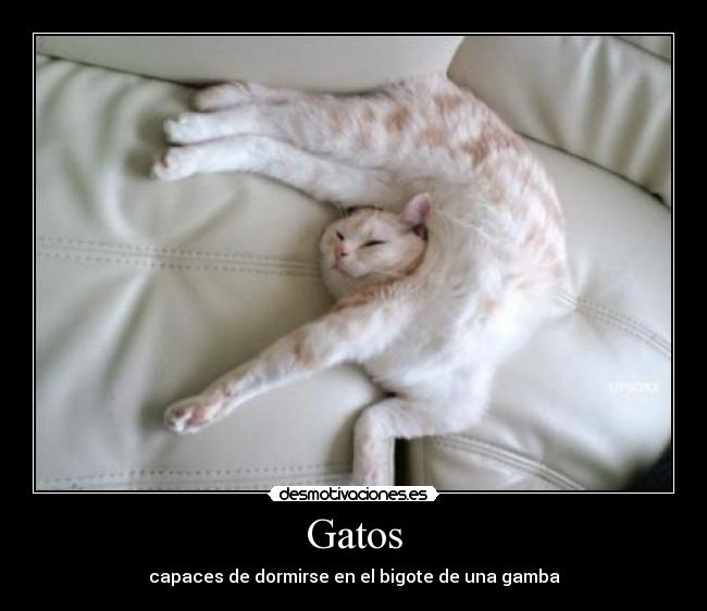 Gatos - capaces de dormirse en el bigote de una gamba