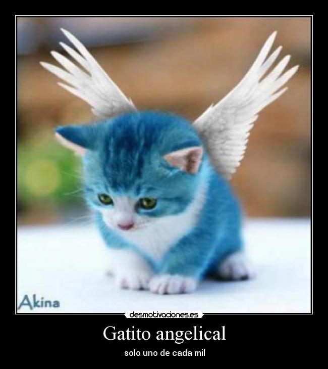 Gatito angelical - solo uno de cada mil