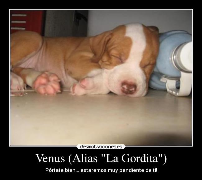 carteles mascota particular desmotivaciones