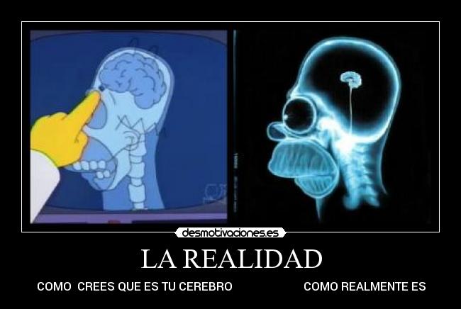 LA REALIDAD - COMO CREES QUE ES TU CEREBRO COMO REALMENTE ES