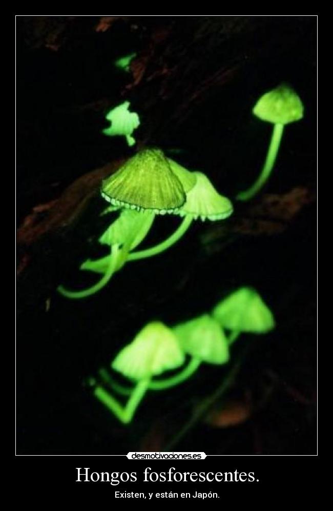 Hongos fosforescentes. -