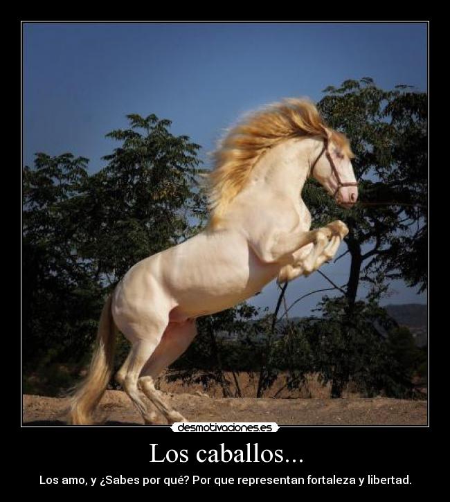 Los caballos... - Los amo, y ¿Sabes por qué? Por que representan fortaleza y libertad.