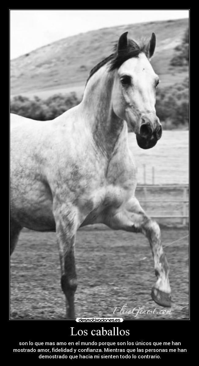 Los caballos -