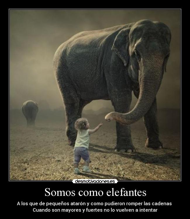 Somos como elefantes - 