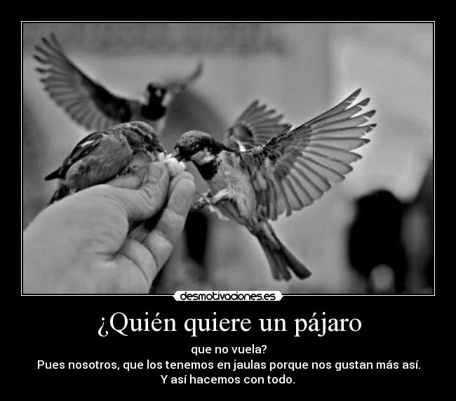 ¿Quién quiere un pájaro -