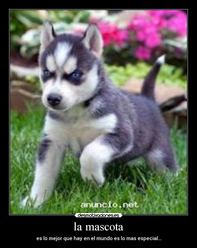 la mascota -