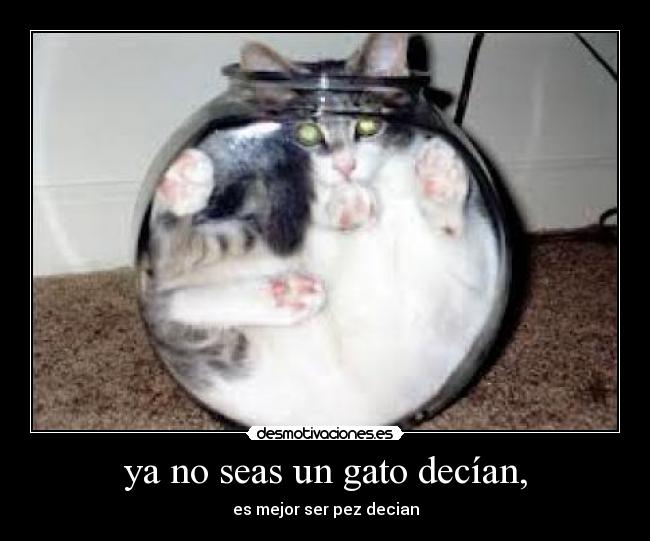 ya no seas un gato decían, - es mejor ser pez decian