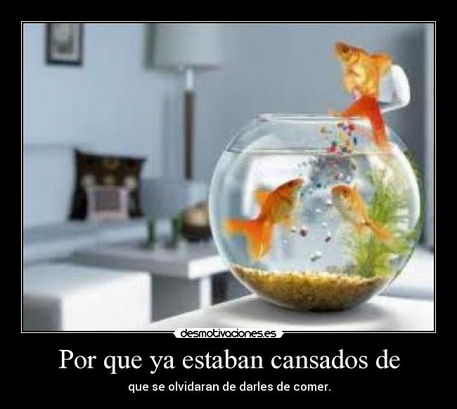 carteles f1sh fishbowl por que estaban cansados que olvidaran darles comer pecera p3c3s desmotivaciones