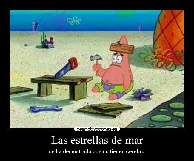 Las estrellas de mar - se ha demostrado que no tienen cerebro.