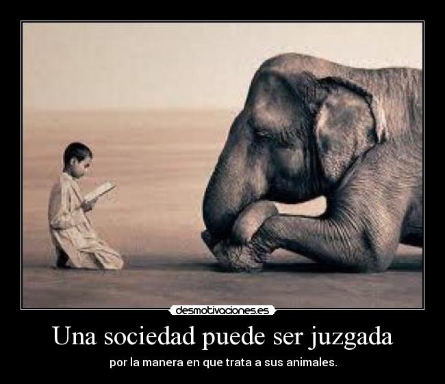 Una sociedad puede ser juzgada - por la manera en que trata a sus animales.