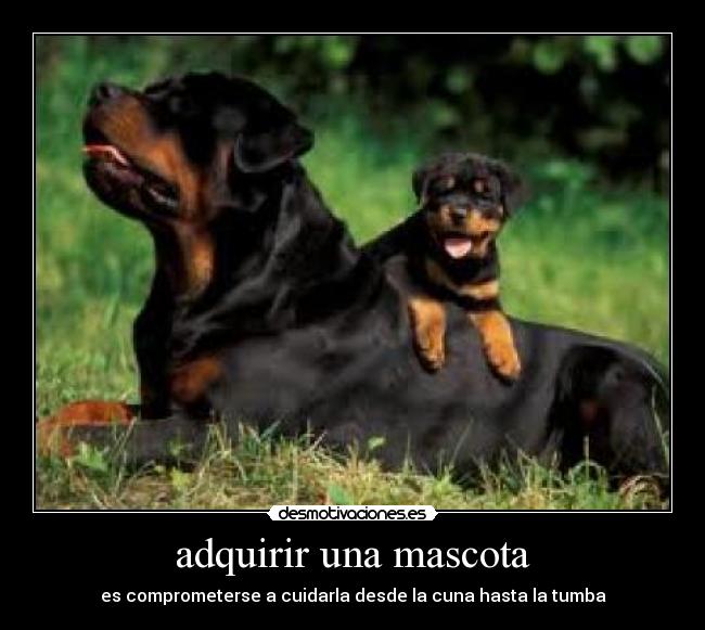 carteles kachorro desmotivaciones