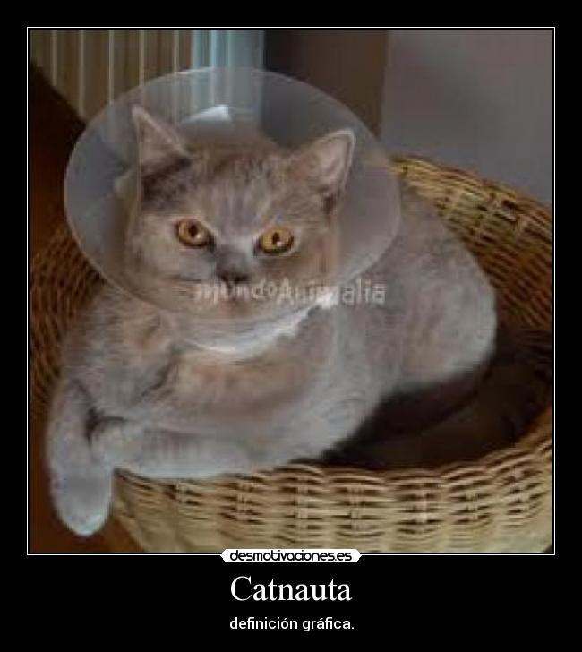 Catnauta -