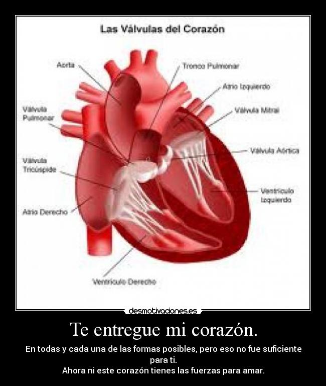 Te entregue mi corazón. - 