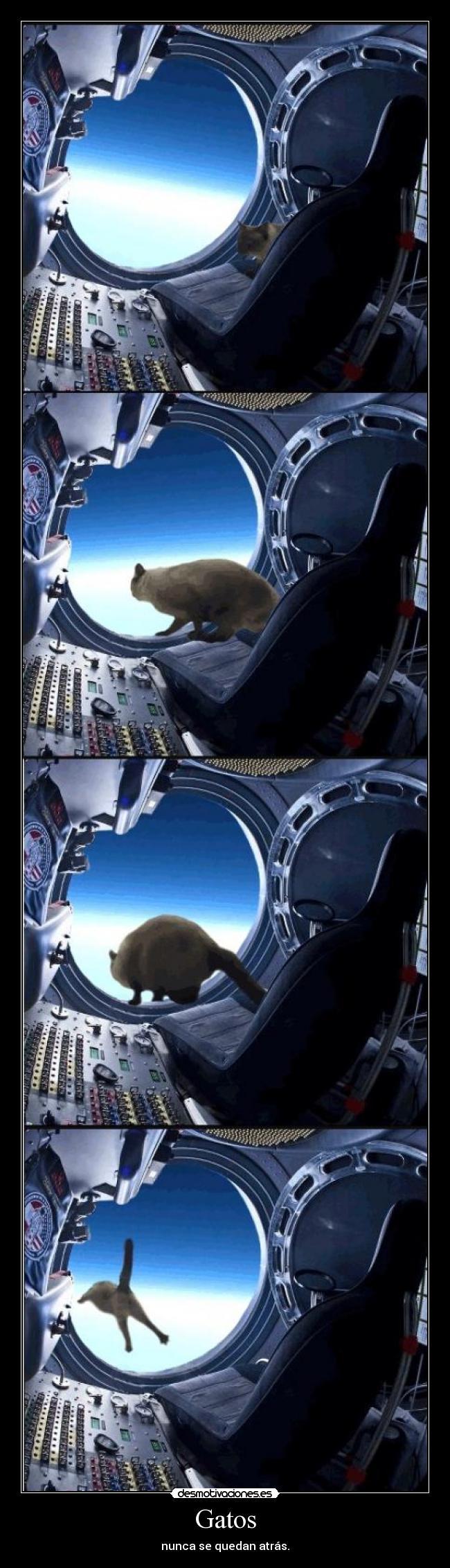 Gatos - nunca se quedan atrás.