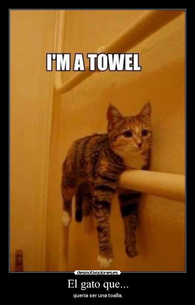 El gato que... - quería ser una toalla.
