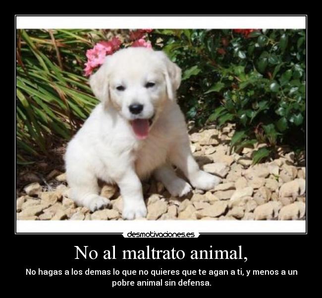 No al maltrato animal, - No hagas a los demas lo que no quieres que te agan a ti, y menos a un
pobre animal sin defensa.