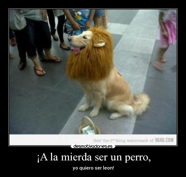 ¡A la mierda ser un perro, - yo quiero ser leon!