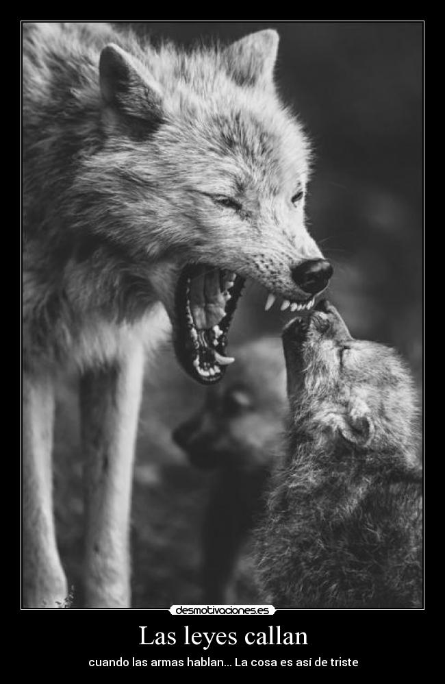 Las leyes callan -