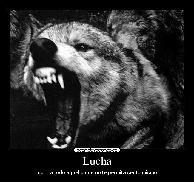 Lucha -