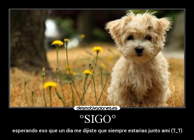°SIGO° - esperando eso que un dia me dijiste que siempre estarias junto ami (T_T)