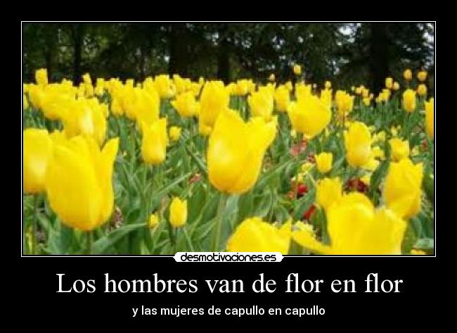 Los hombres van de flor en flor - y las mujeres de capullo en capullo