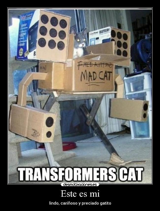 Este es mi - lindo, cariñoso y preciado gatito