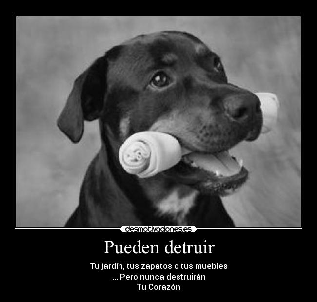 carteles perros desmotivaciones
