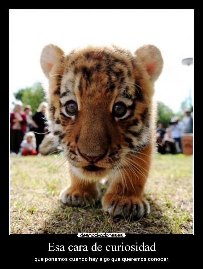 Esa cara de curiosidad - que ponemos cuando hay algo que queremos conocer.