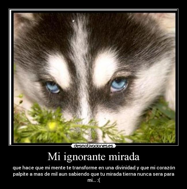 Mi ignorante mirada - que hace que mi mente te transforme en una divinidad y que mi corazón
palpite a mas de mil aun sabiendo que tu mirada tierna nunca sera para
mi... :(