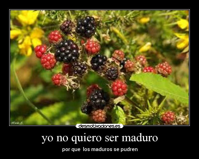 yo no quiero ser maduro - por que los maduros se pudren