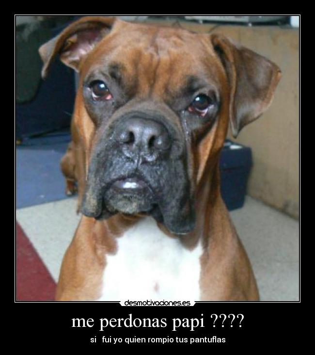 me perdonas papi ???? -