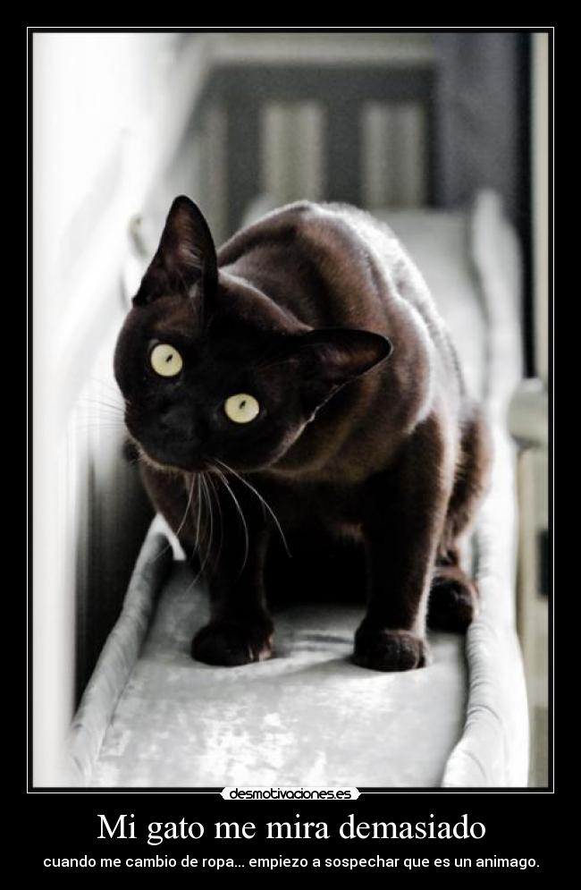 Mi gato me mira demasiado - 