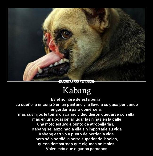 Kabang - Es el nombre de ésta perra, 
su dueño la encontró en un pantano y la llevo a su casa pensando
engordarla para comérsela, 
más sus hijos le tomaron cariño y decidieron quedarse con ella 
mas en una ocasión al jugar las niñas en la calle
una moto estuvo a punto de atropellarlas,  
Kabang se lanzó hacia ella sin importarle su vida
Kabang estuvo a punto de perder la vida,
pero sólo perdió la parte superior del hocico,
queda demostrado que algunos animales 
Valen más que algunas personas
