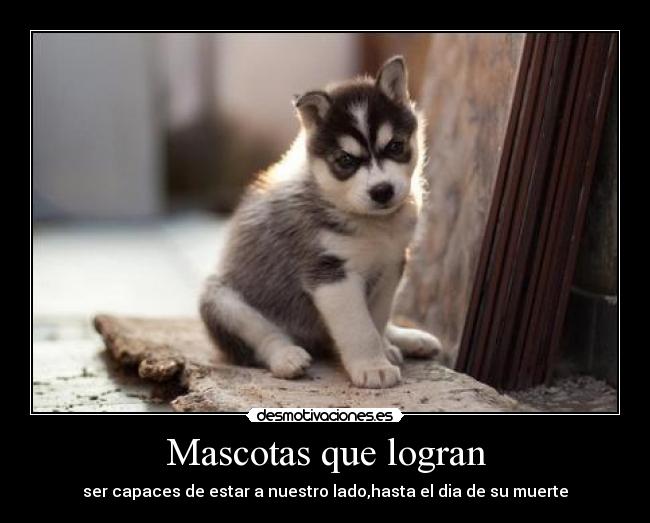 Mascotas que logran - ser capaces de estar a nuestro lado,hasta el dia de su muerte