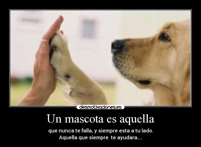 Un mascota es aquella - 