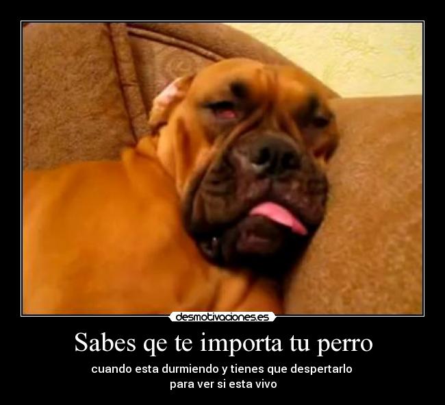 Sabes qe te importa tu perro - cuando esta durmiendo y tienes que despertarlo 
para ver si esta vivo