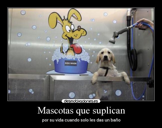 carteles eften perrosmolanmasquegatos gruss gott meine kleinen freunde desmotivaciones