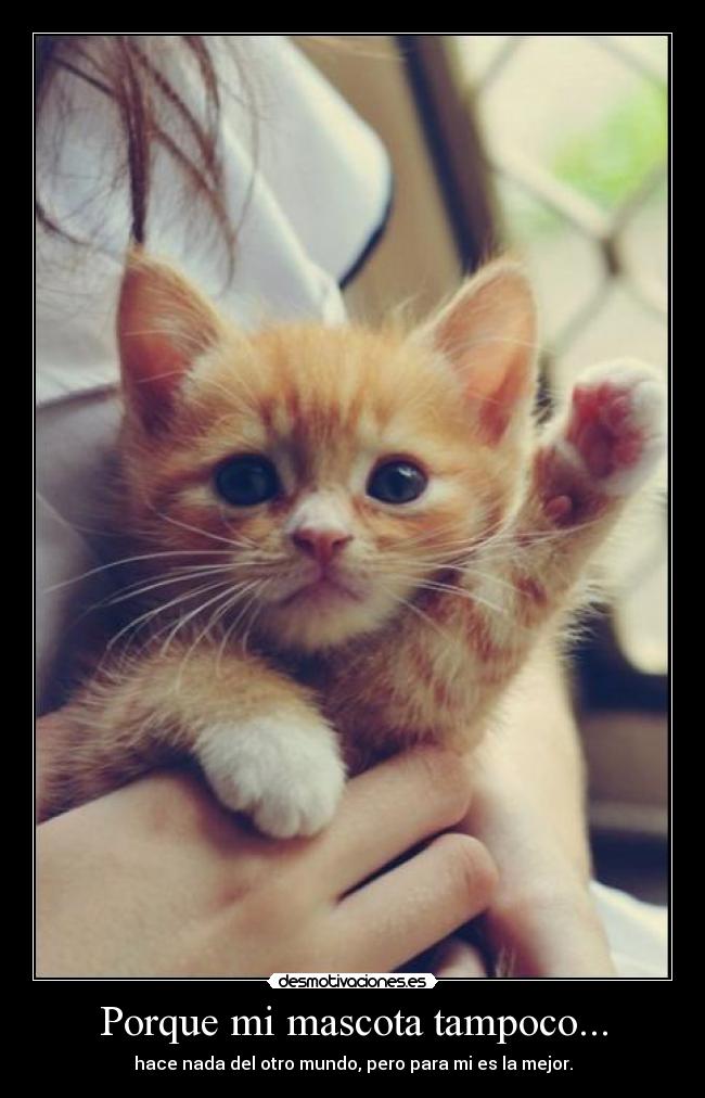Porque mi mascota tampoco... - hace nada del otro mundo, pero para mi es la mejor.