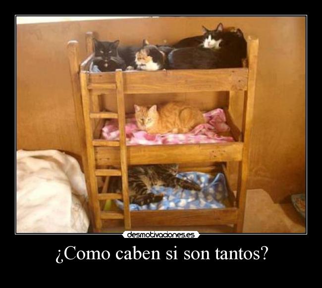 ¿Como caben si son tantos? - 