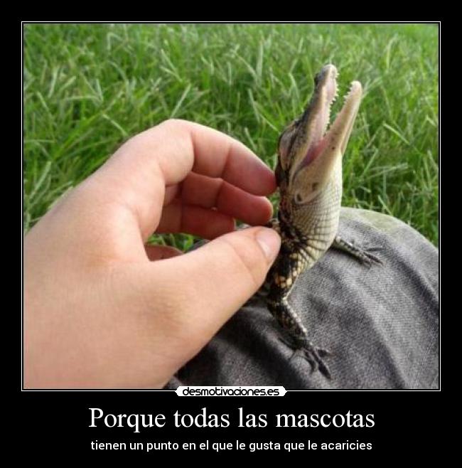 Porque todas las mascotas -
