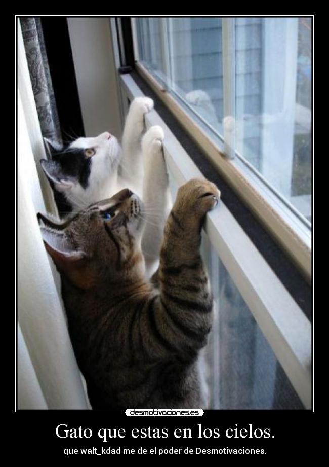 Gato que estas en los cielos. -
