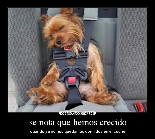 se nota que hemos crecido - cuando ya no nos quedamos dormidos en el coche